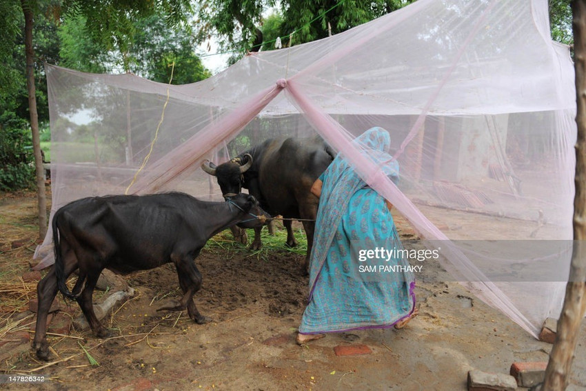 Iblay Polyester Adults Washable Mosquito Nets for Cow Buffalo 40 x 10 x 10 ft Multicolour tent Mosquito Net Price in India Buy Iblay Polyester Adults Washable Mosquito Nets for Cow Buffalo 40 x
