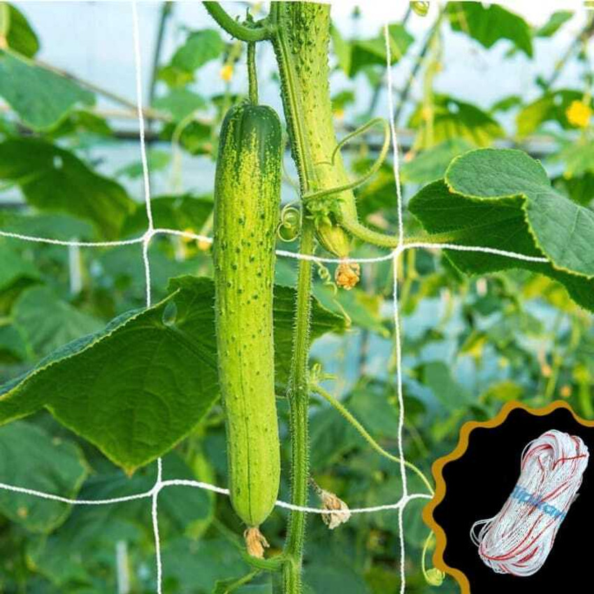 Creeper plants store