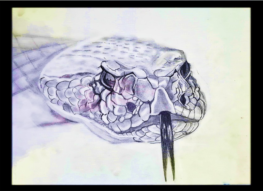 How to Draw a Snake  Design School