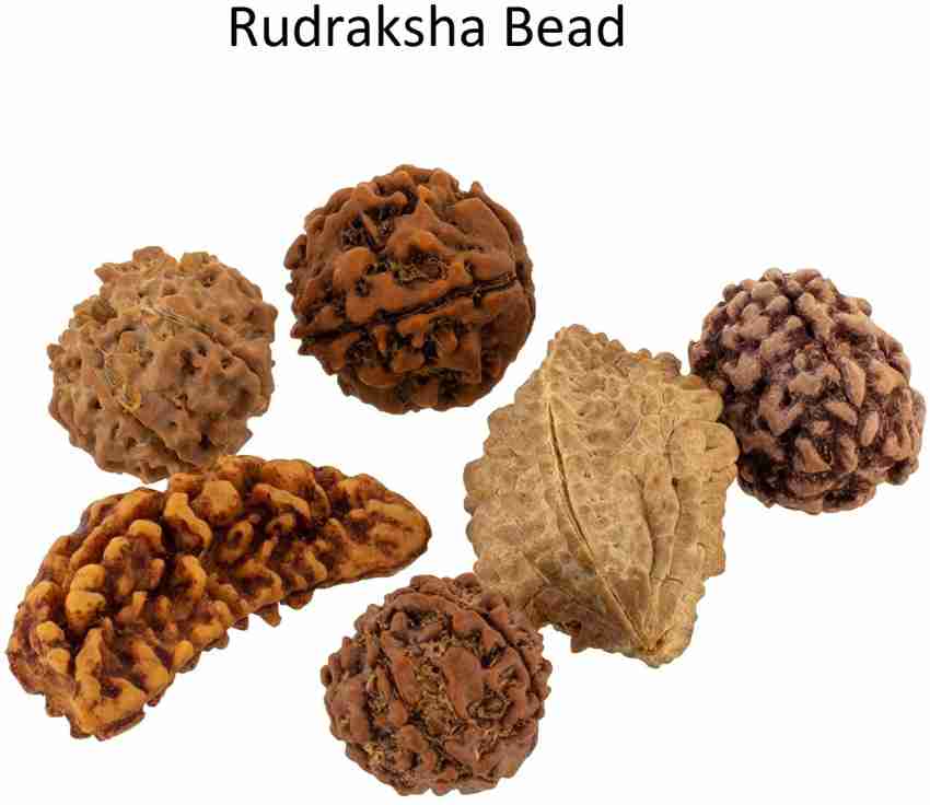 Natural Brown Real Rudraksha Beads 1 Mukhi, 2 Mukhi, 3 Mukhi, 4 Mukhi, 5 Mukhi, 6 Mukhi selling Rudraksh 1 to 6 Mukhi (10-15 mm)