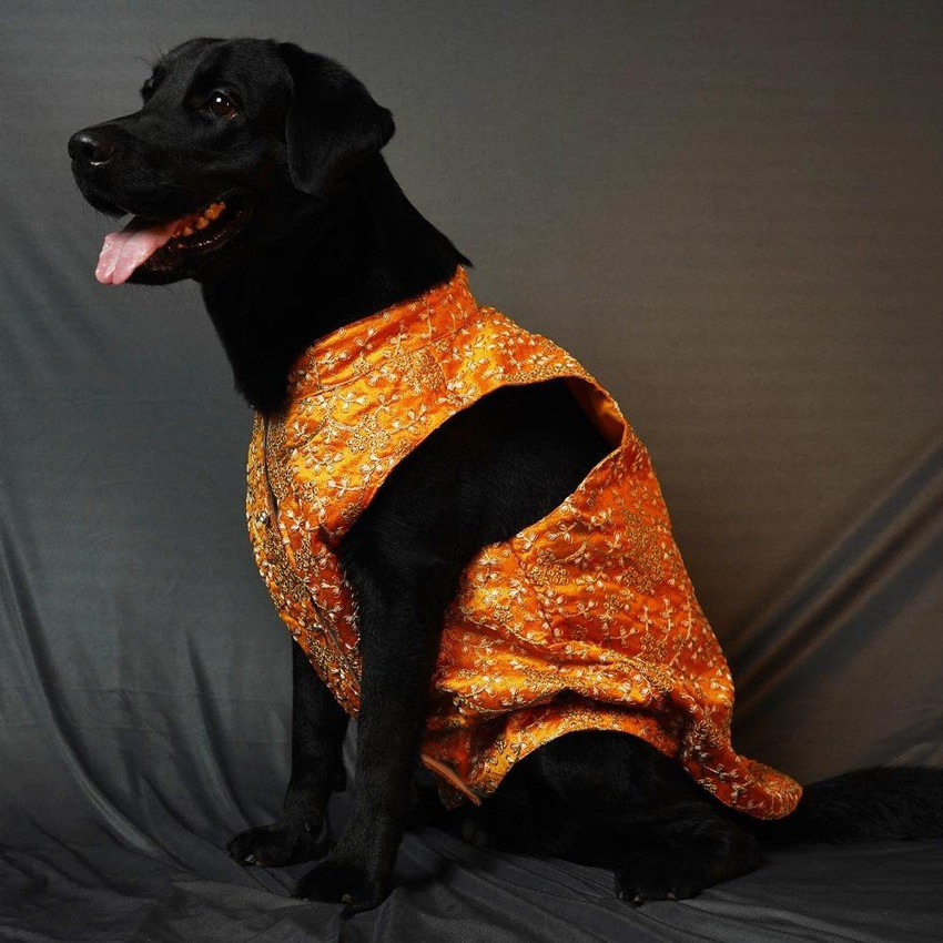 Dog store dress flipkart