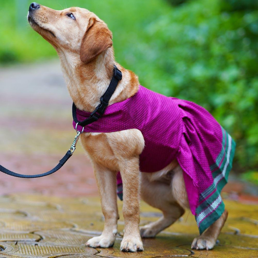 my art bucket Frock for Dog