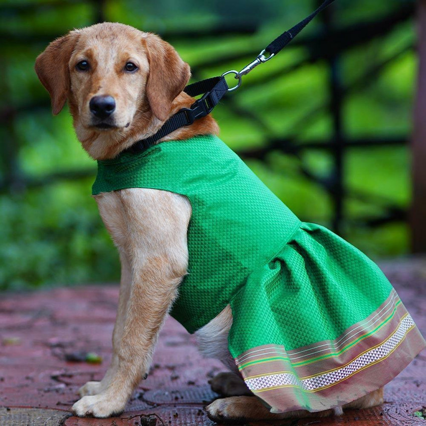 Dog dress flipkart discount