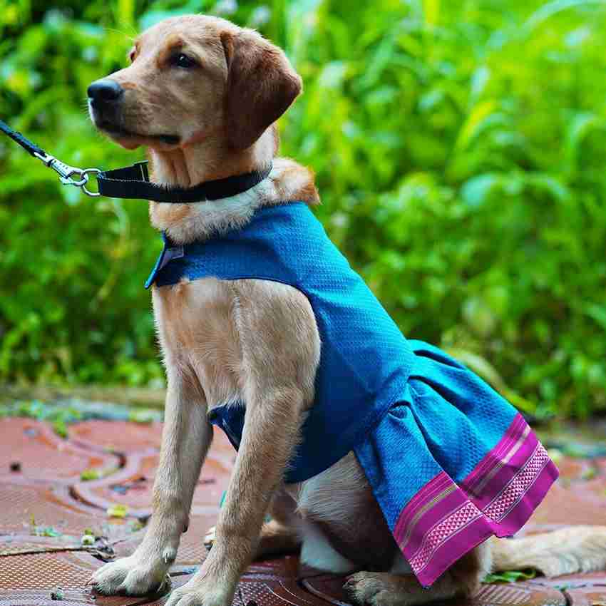 my art bucket Frock for Dog