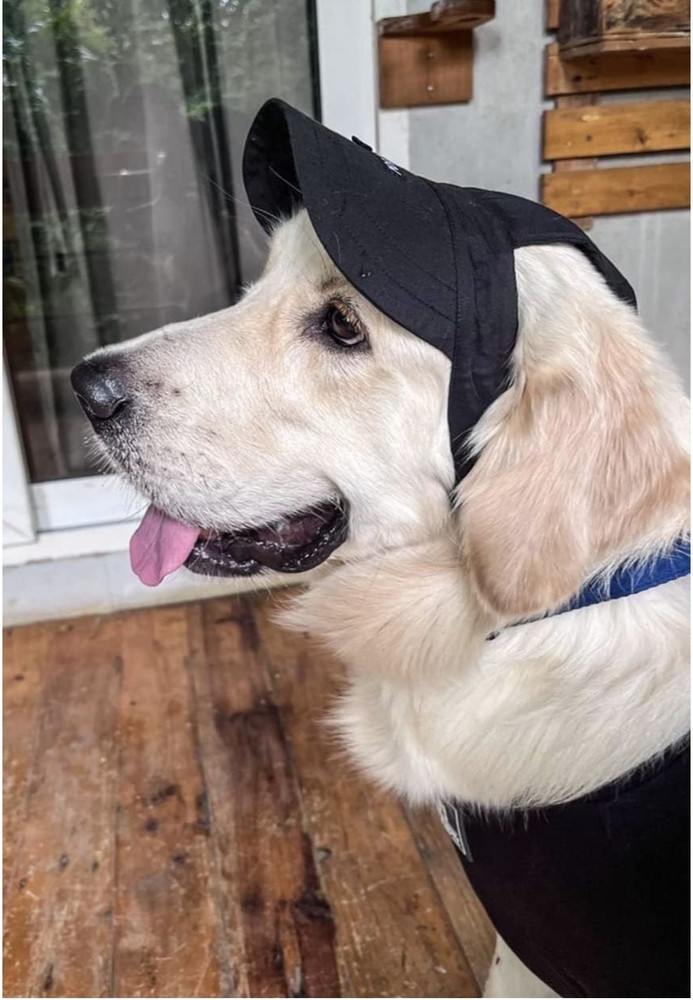 Dog-O-Bow Cap for Dog Price in India - Buy Dog-O-Bow Cap for Dog 