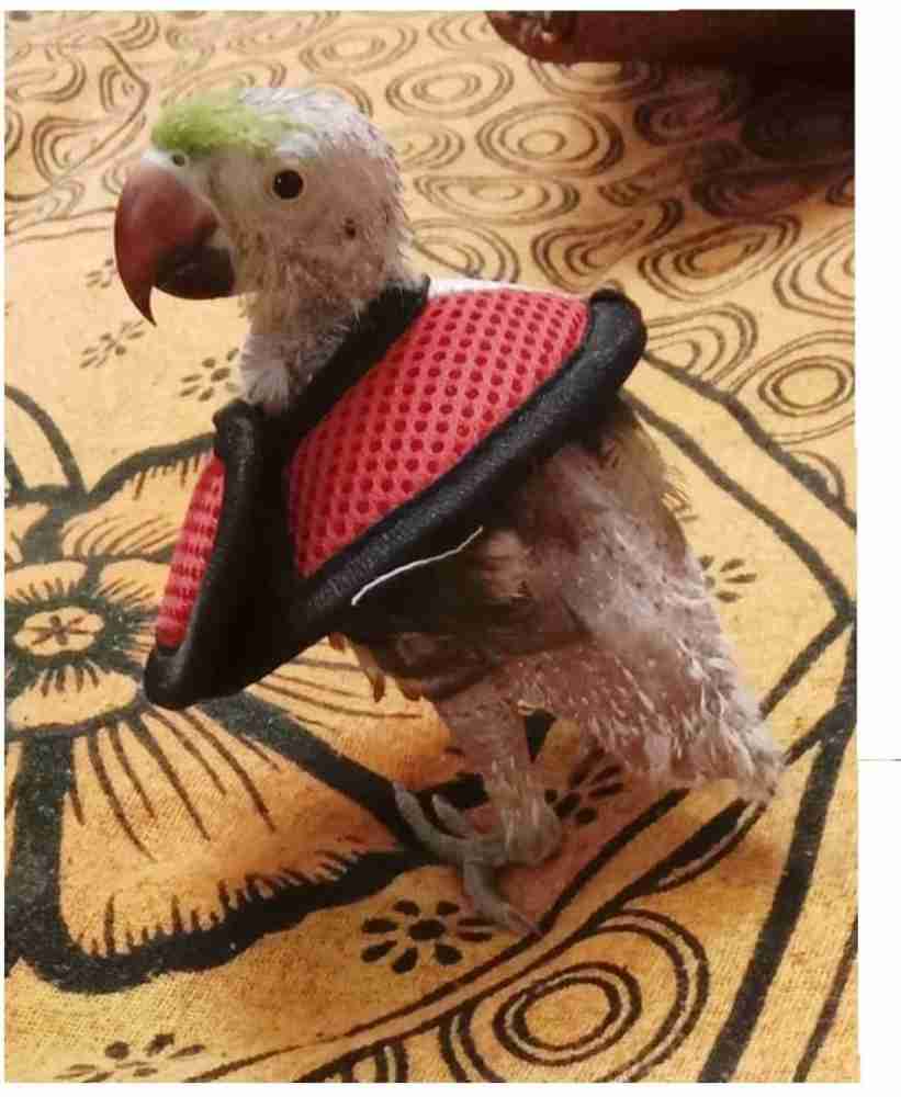 Birds Park Strip on Collar for Bird Price in India Buy Birds Park Strip on Collar for Bird online at Flipkart