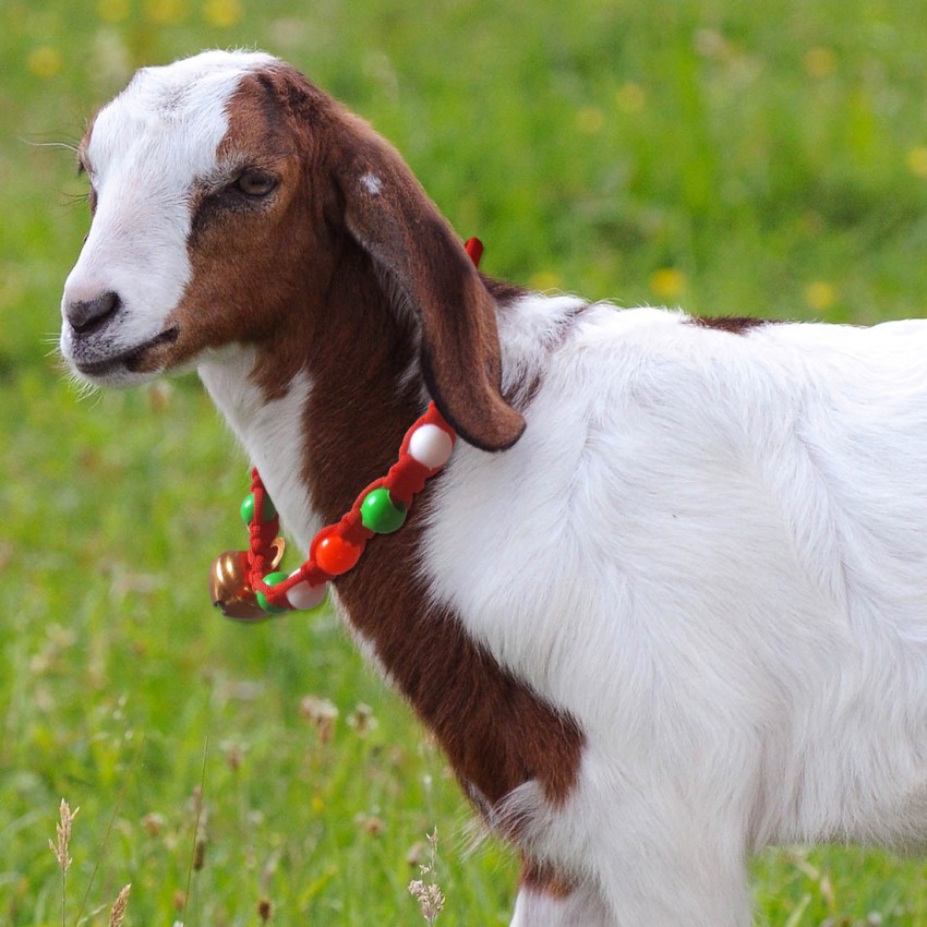 Sheep clearance bell collar