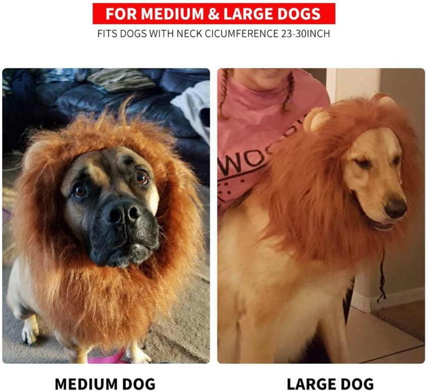 Dog lion hot sale mane haircut