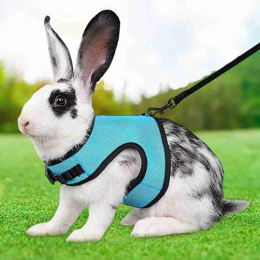 Guinea pig walking harness discount