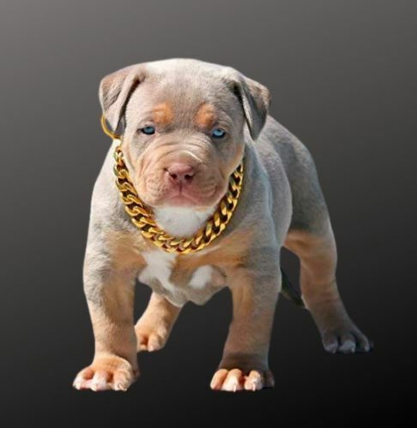 Pitbull puppy 2025 with gold chain