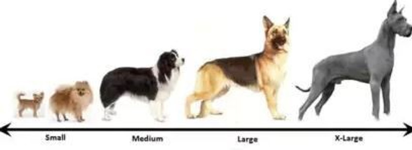 Dog quality hotsell