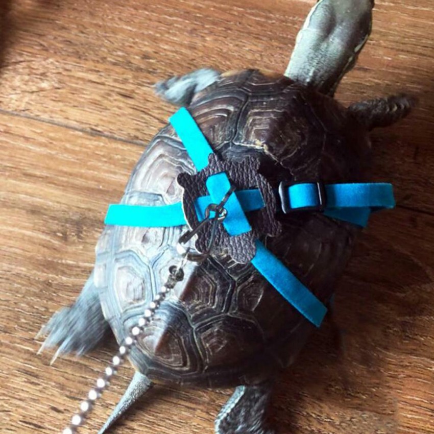 Turtle on sale harness leash