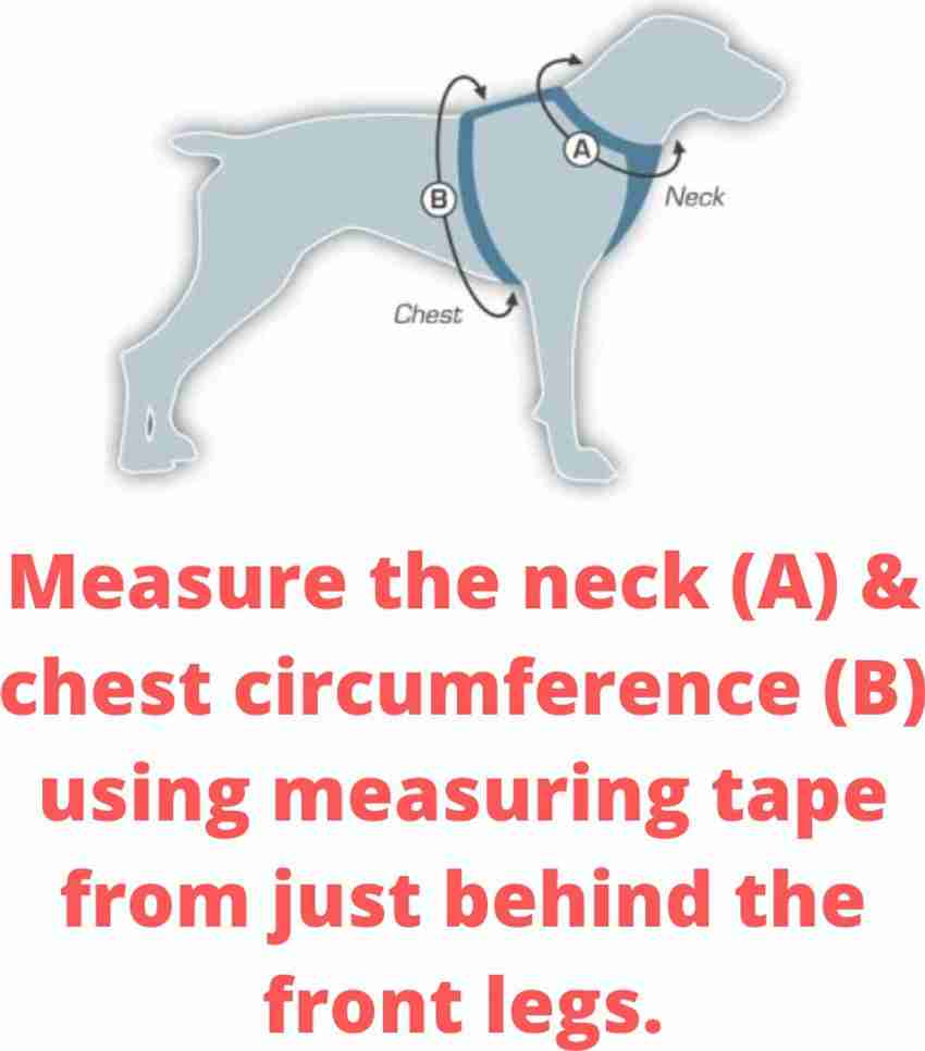 Labrador dog hot sale body belt