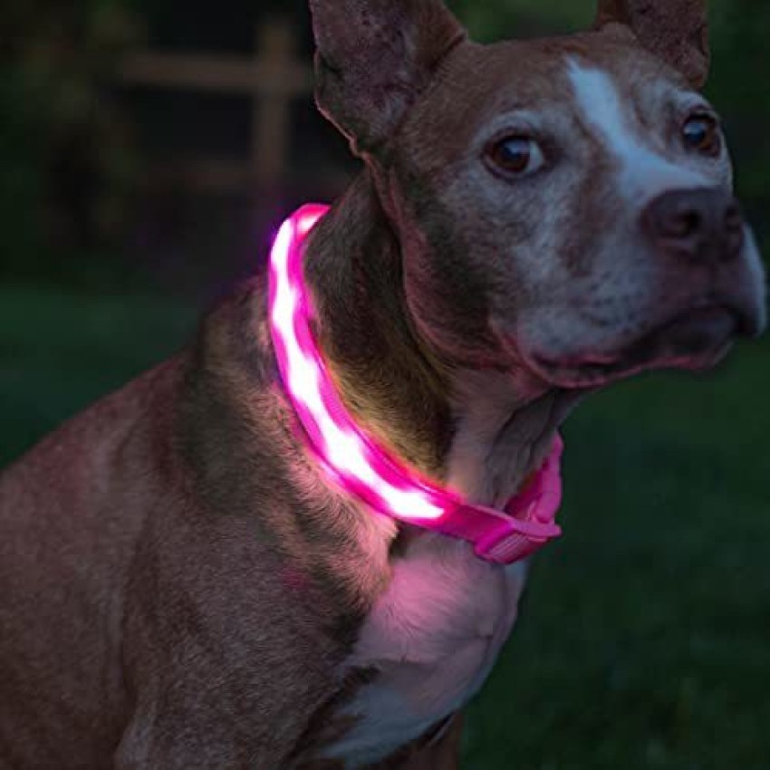 Blazin Blazin Safety LED Dog Collar flashing Light Large Pink Dog Cat Everyday Collar Price in India Buy Blazin Blazin Safety LED Dog Collar flashing Light Large Pink