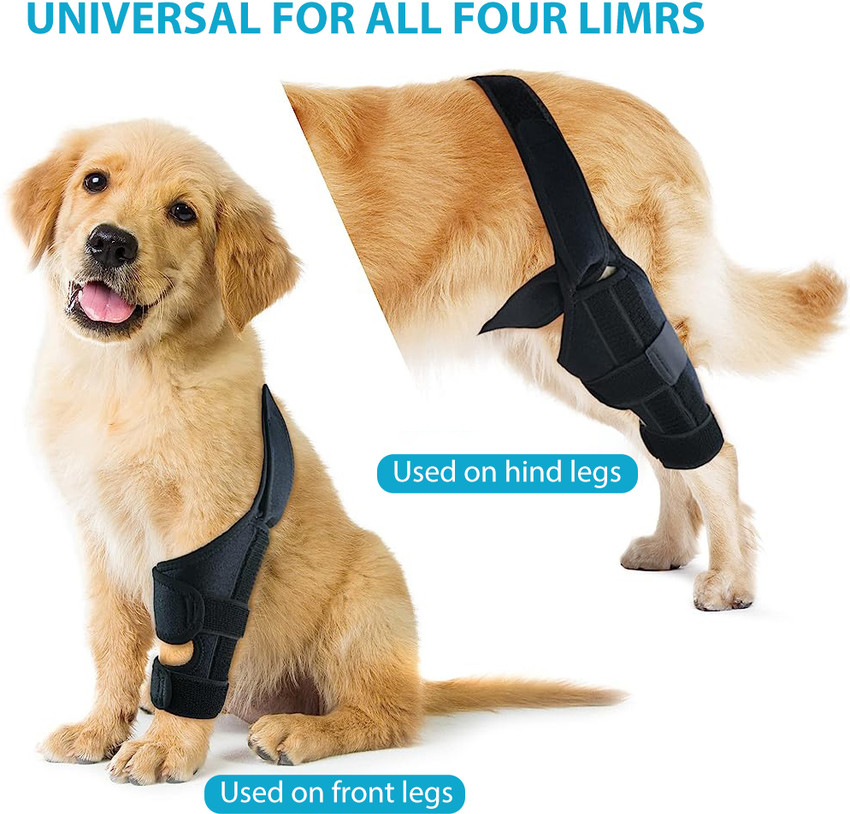 Dog rear leg online brace for torn acl