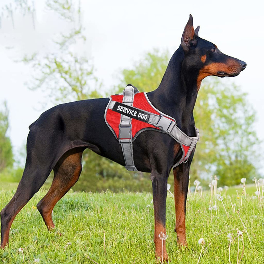 Doberman belt top