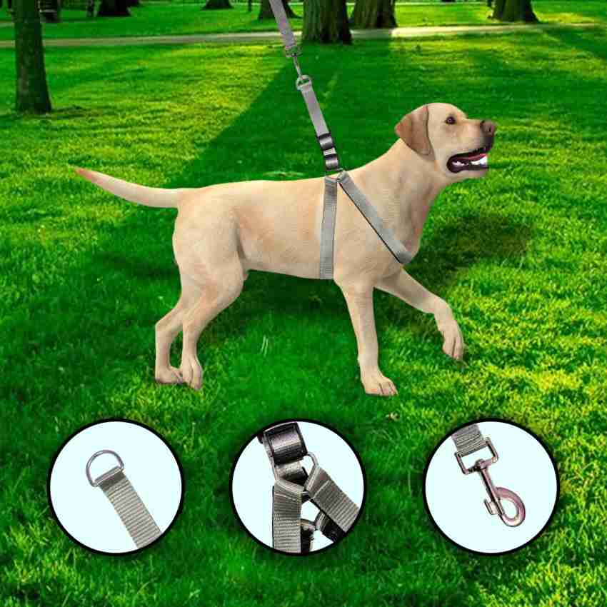 Harness best sale leash combo