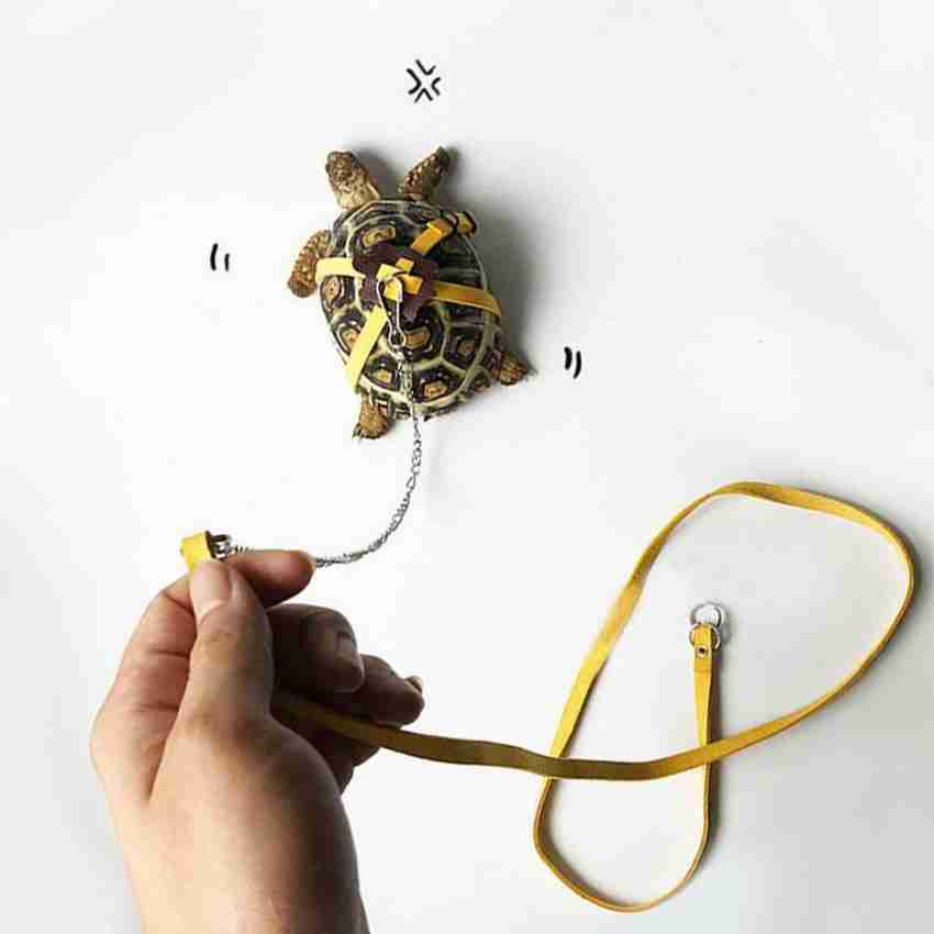 Turtle harness cheap leash