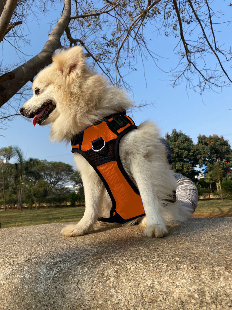 Labrador dog body sales belt