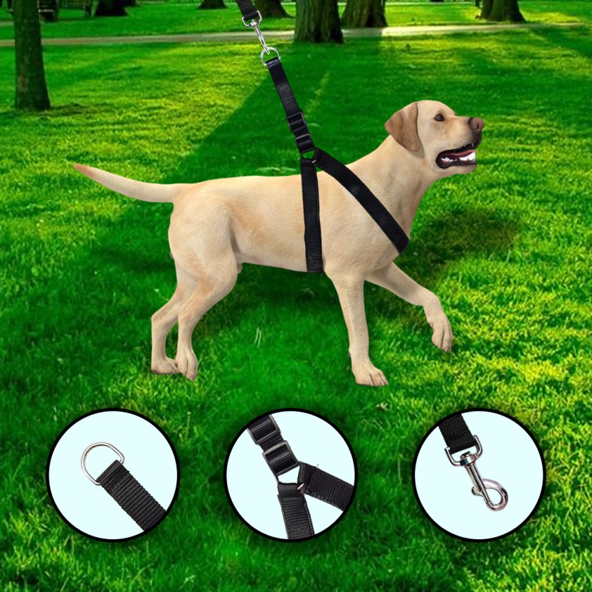 Dog leash best sale harness combo