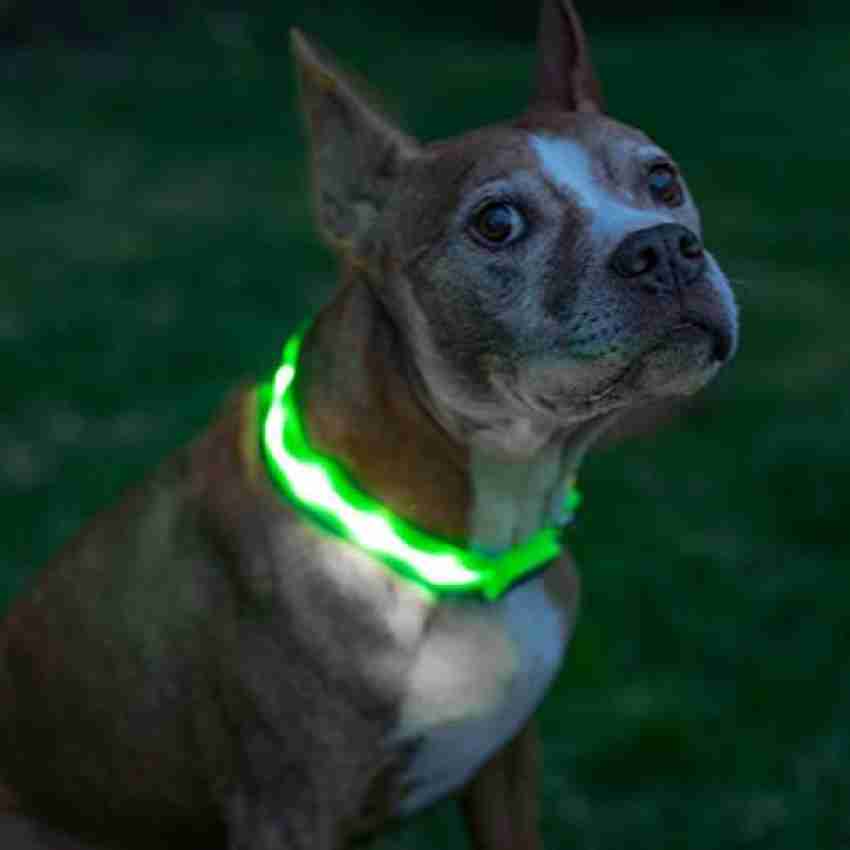 Blazin safety dog collar sale