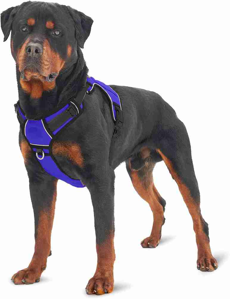 Chest belt for best sale labrador