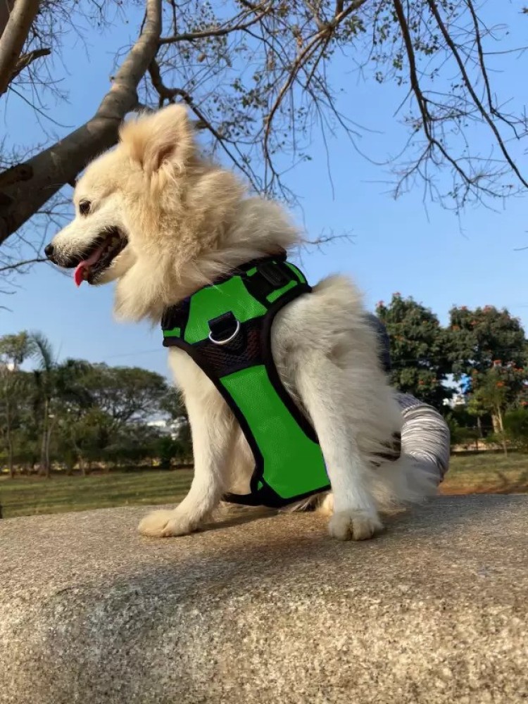 Full body collar outlet for dogs