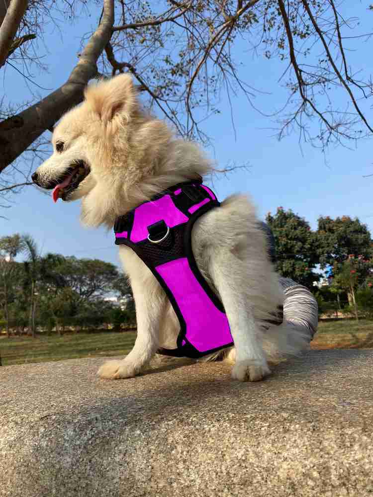 Belt for labrador puppy hotsell