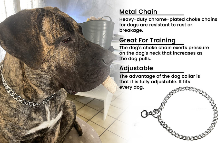 Heavy chain around dog's neck shop