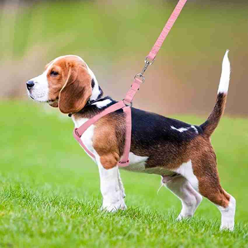 Best leash hotsell for beagle