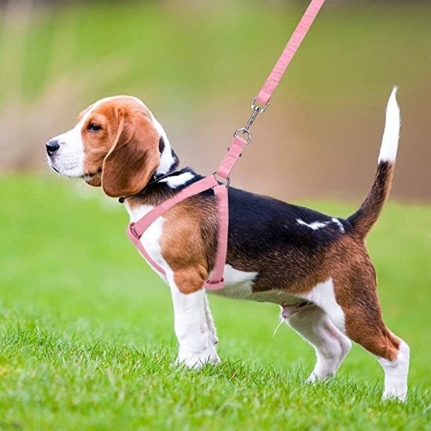 Best leash best sale for beagle