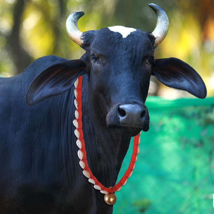 COW BELL INSIDE AIOT! ver. COWBELL INSIDE AIOT ver. LAMPUP ネル