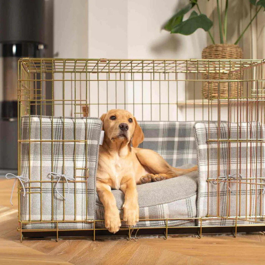 DogTrust Gold Color Foldable Dog Crate Wire Metal Dog Kennel 18 inch cage Hard Crate Pet Crate Price in India Buy DogTrust Gold Color Foldable Dog Crate Wire Metal Dog Kennel