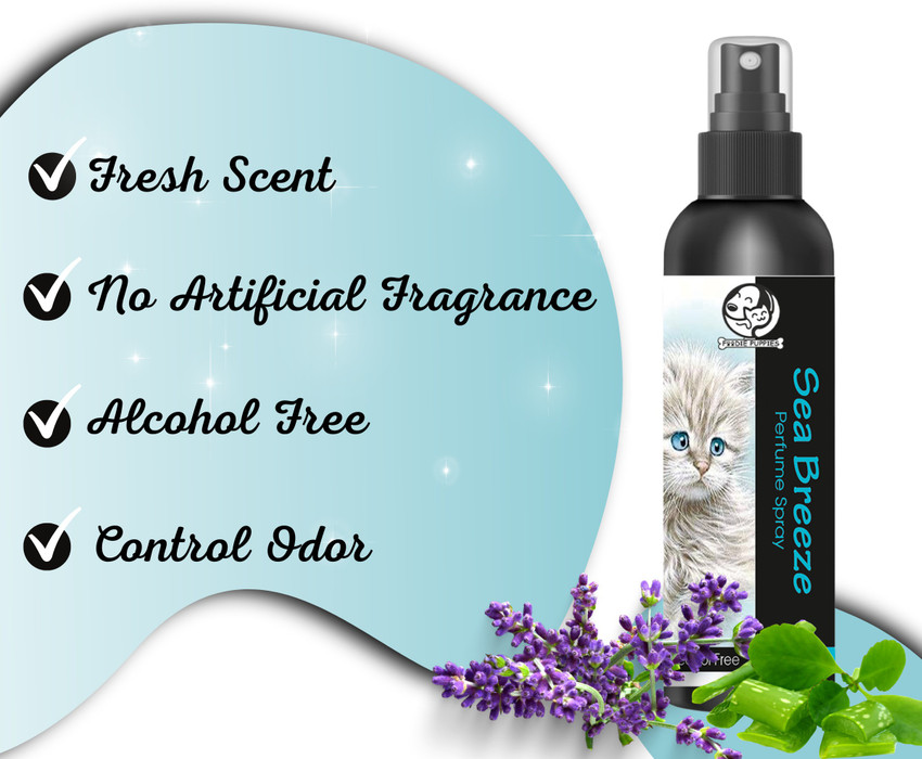 Kitten perfume spray online