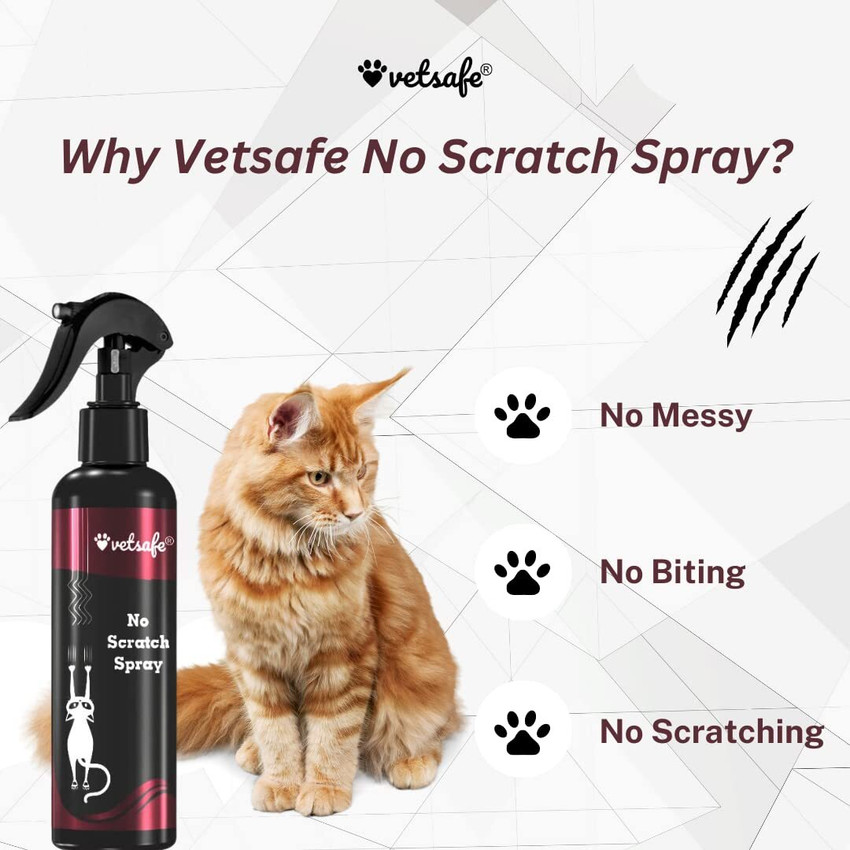 No scratch for cats online