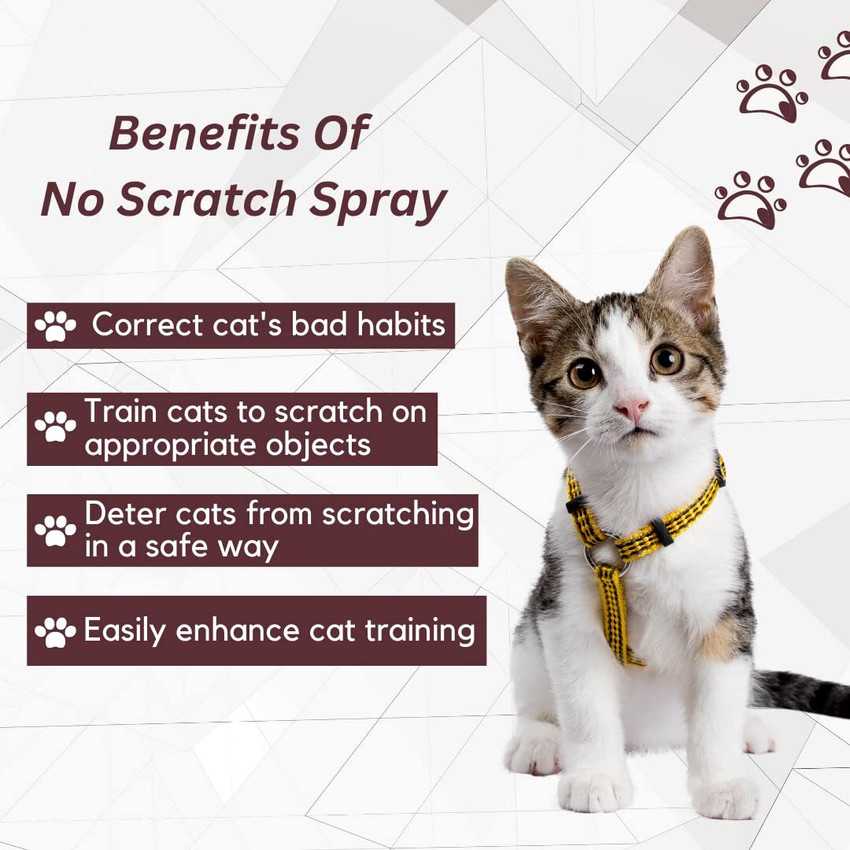 No scratch for cats shop