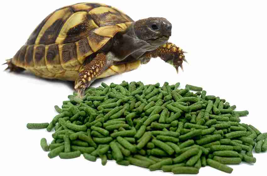 Turtle store food natural