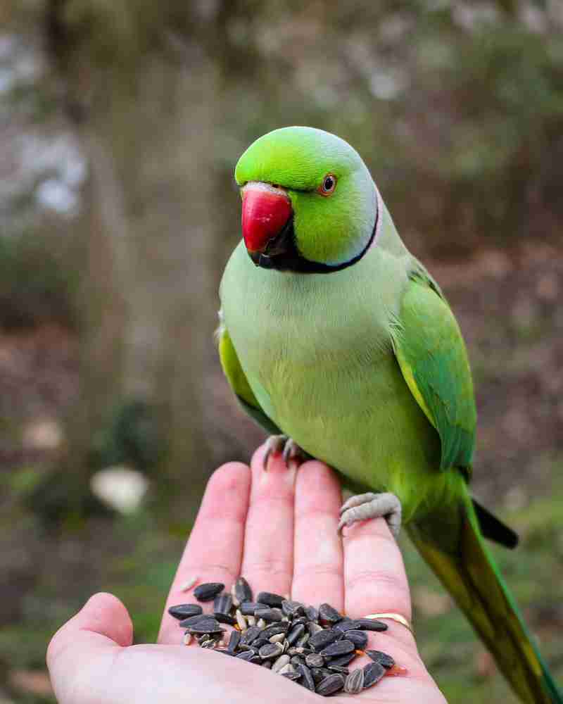 Alexandrine parrot food online top