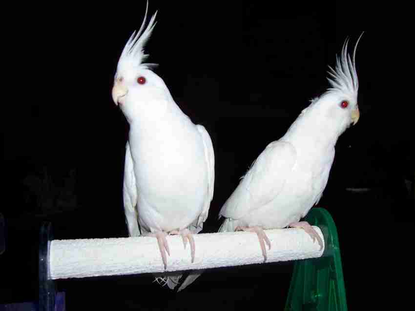 Burung store cockatiel albino