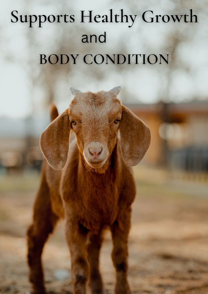 Goat milk for dogs weight gain shop