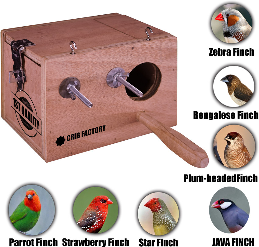 Finch clearance bird breeding