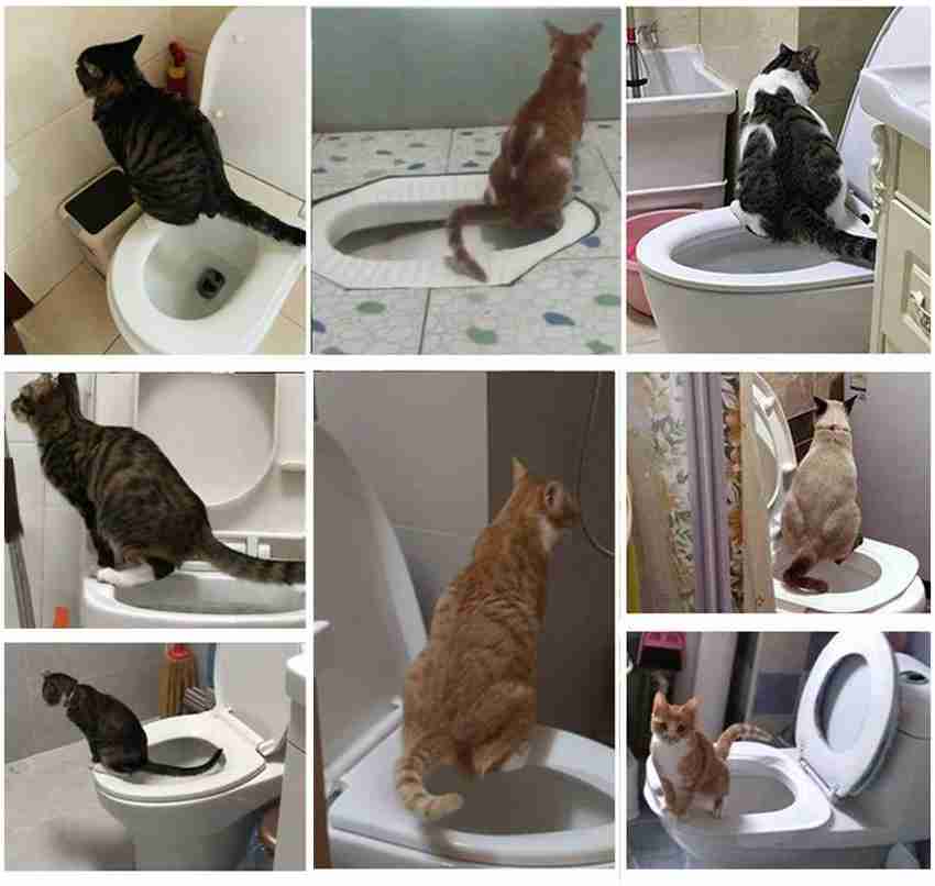 House clearance trained cat
