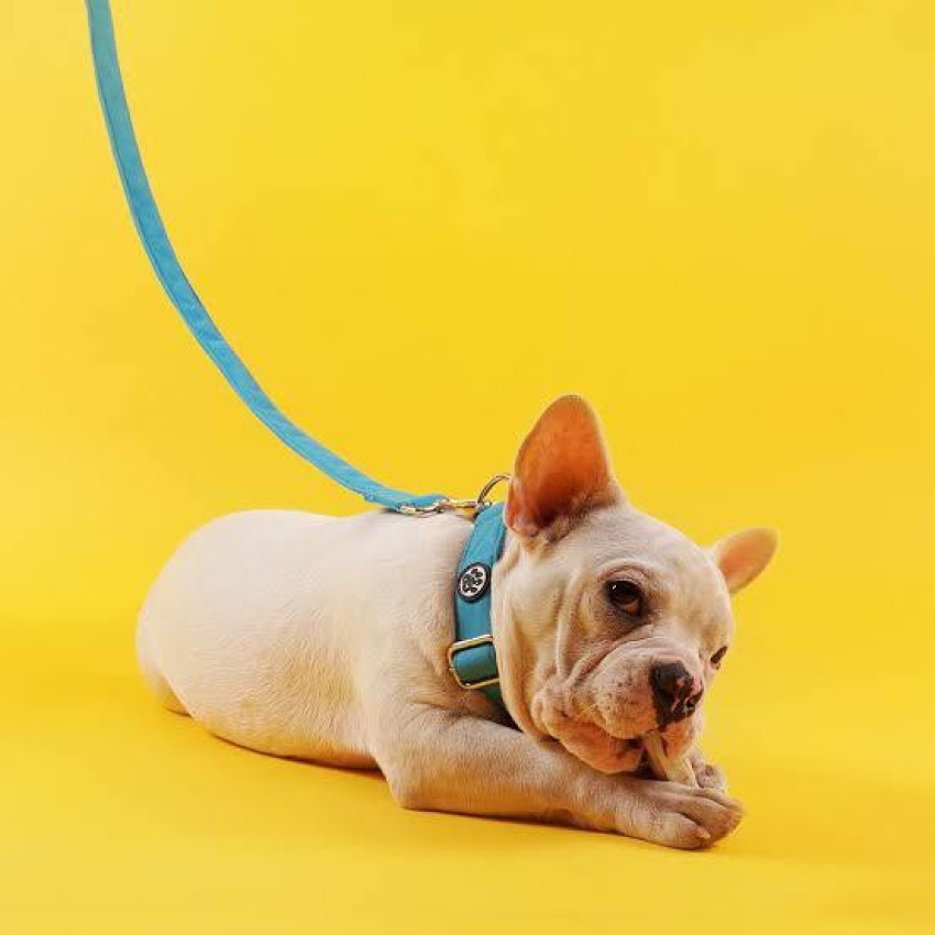 Dog best sale accessories flipkart