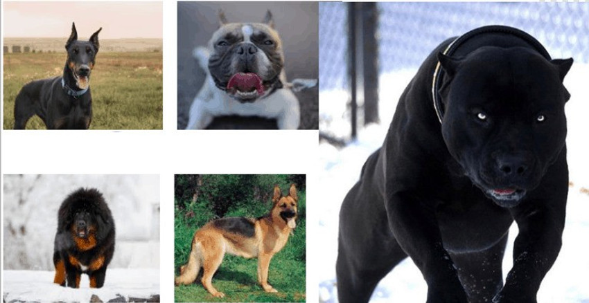 German Shepherd World Dangerous Dog Breed Name Breeds German