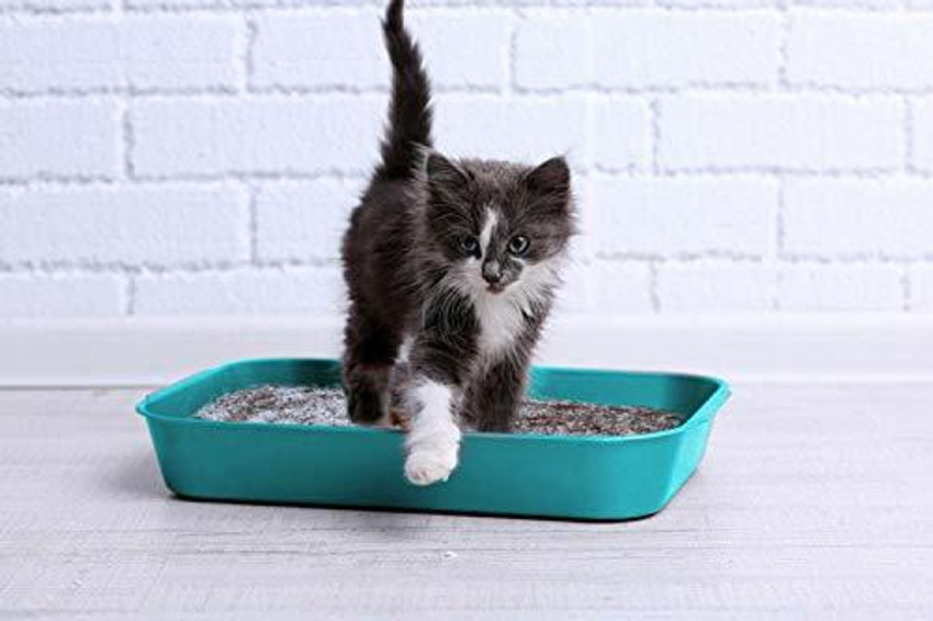 Mats Avenue Naturally Extracted Cat Litter Soil for Filling Cat