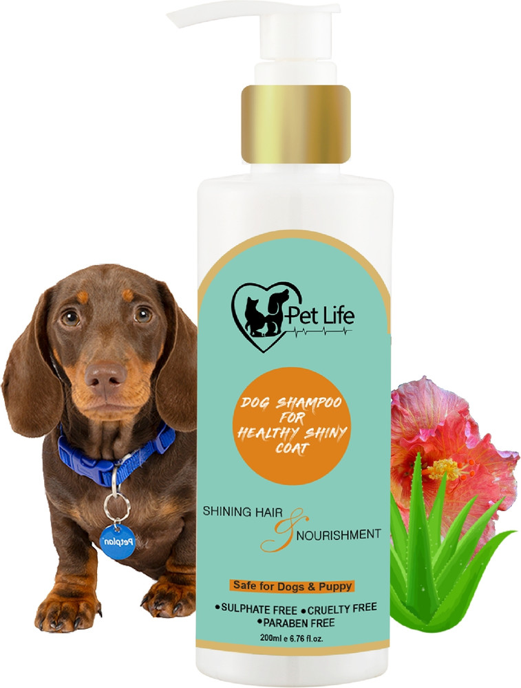 Dachshund shampoo cheap