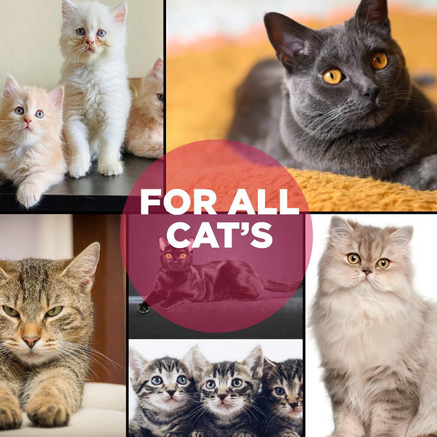 Cat shiny coat shop