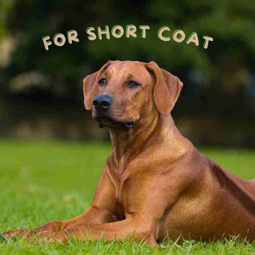 Strawberry dog shampoo online