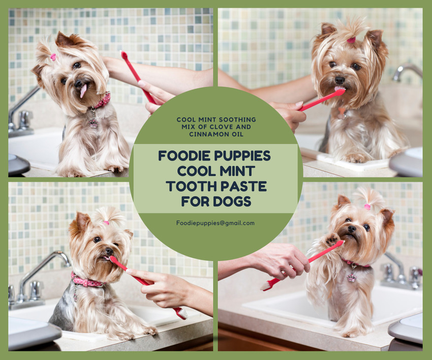 Minty dog toothpaste store
