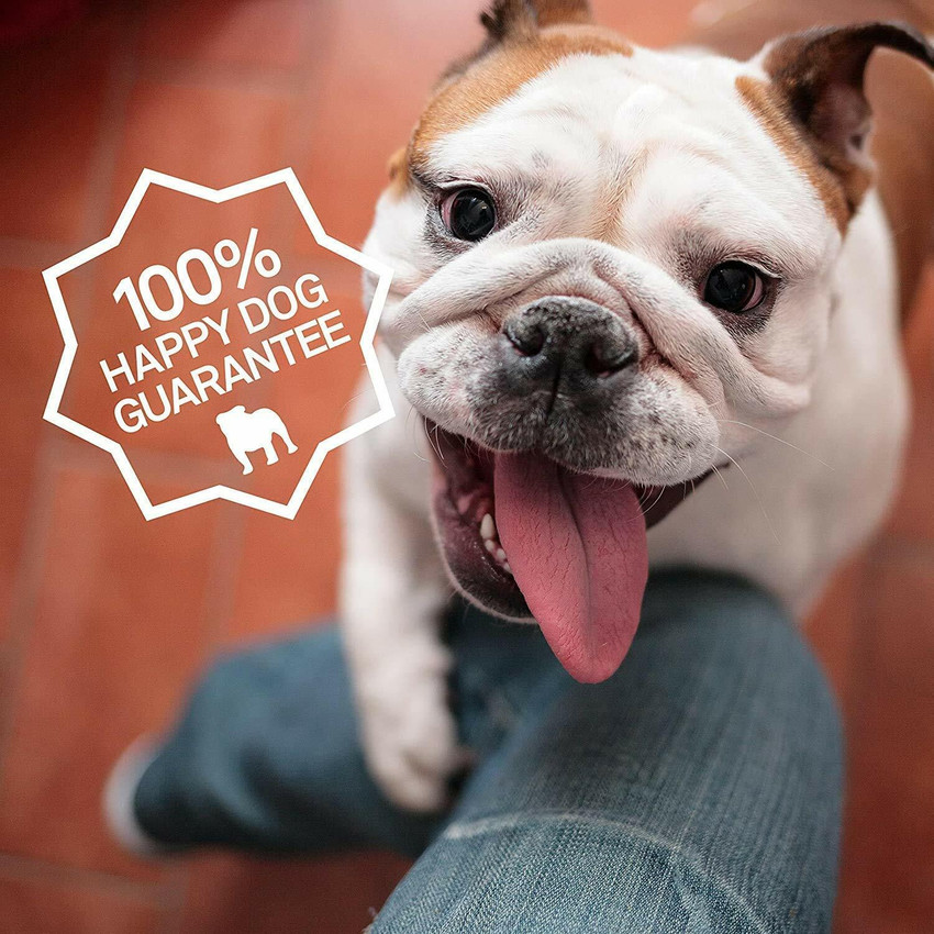 Minty dog toothpaste online